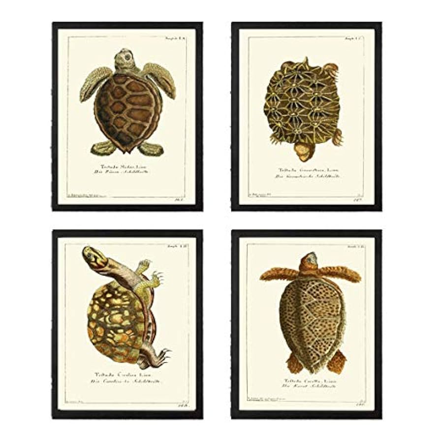 Amazon.com: Turtle Art Print SET of 4 Beautiful Antique